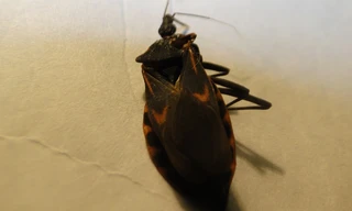 Bọ xít hút máu người