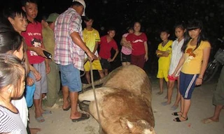Bò 'điên' sổng chuồng húc nhiều người bị thương