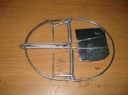 Tin vắn: 3 năm tù chỉ vì bẫy chuột