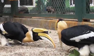 Cận cảnh “phượng hoàng đất” trong truyện cổ tích