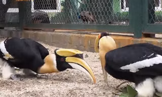 Cận cảnh “phượng hoàng đất” trong truyện cổ tích