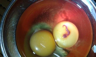Phát hiện sinh vật lạ trong lòng đỏ trứng gà
