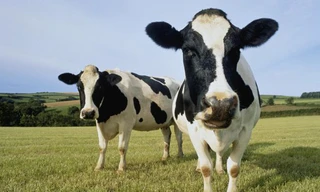 Biến phân bò thành nước uống