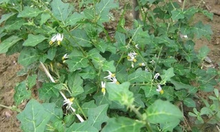 Cây Cà gai leo là dược liệu đã được nghiên cứu kỹ lưỡng tại Viện Dược liệu Trung ương và được chứng minh có tác dụng ức chế vi rút gây viêm gan B