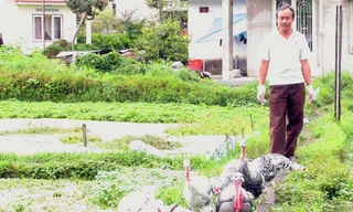 Nuôi gà tây, Hải xe ôm thành tỷ phú