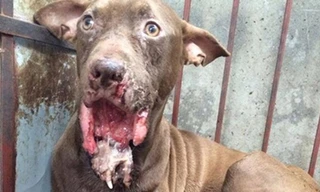 Hậu quả sau cuộc chiến (trong ảnh hàm dưới của Pitbull bị cắn cụt). Ảnh: Diễn đàn Pitbull Việt Nam