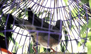 Chú chim mồi đang gù trong lồng để khiêu chiến với chim ngoài.