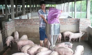 Anh Trần Bá Tuấn đang chăm sóc đàn lợn trong trang trại của mình.