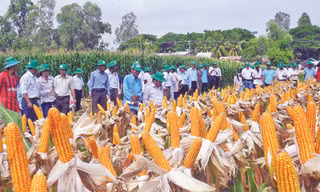 Cần chuyển mạnh đất lúa sang trồng ngô