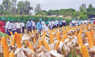 Cần chuyển mạnh đất lúa sang trồng ngô