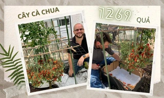 Cây cà chua "gánh còng lưng" 1269 quả, lập kỷ lục Guinness nhiều quả nhất thế giới 