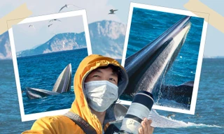 May mắn hơn nữ luật sư Woo Young Woo, travel blogger Hải An thành công săn ảnh cá voi ở biển Đề Gi