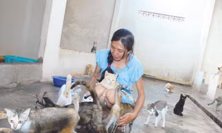 Quấn quýt giữa bầy mèo