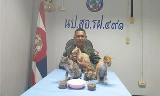 Thái Lan: Netizen “tan chảy” vì hành động giải cứu 4 chú mèo khỏi tàu chìm của hải quân