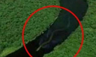 Xuất hiện rắn khổng lồ có bảy lỗ mũi