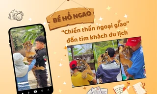 Chúa sơn lâm "hóa" thú cưng: Bé hổ "đốn tim" cõi mạng vì siêu cấp đáng yêu