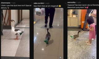 Chú vịt chăm chỉ theo chủ đi ship hàng "gây bão" mạng ở Philippines