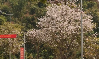 Xuân này ghé Điện Biên: Sắc ban trắng vẽ nên một “nàng thơ” Tây Bắc mộng mơ