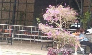 Nghi vấn Ninh Dương Lan Ngọc và Chi Dân đi chơi cùng nhau ở Đà Lạt