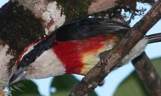 Phát hiện loài chim lạ màu sắc sặc sỡ