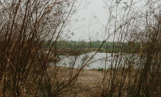 Cỏ mọc um tùm bên bờ sông Lạc ở Lạc Dương, Hà Nam.