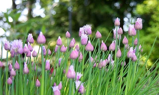 Hương thơm chiều cuối năm