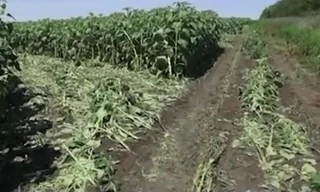 Ukraine đưa bằng chứng tố Nga đưa hỏa lực mạnh qua biên giới