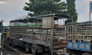 Xe chở lợn nhiễm dịch tả từ Bắc Ninh đến Quảng Nam: Giữa đường đã bán 111 con