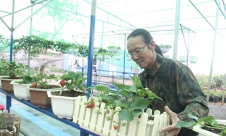 Đà Nẵng: Hoa thường rớt giá, hoa 'sang' lo ế