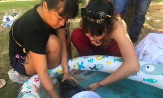 Giải cứu cá heo bị thương nặng trôi dạt vào biển Đà Nẵng