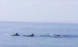 Hàng trăm con cá heo xuất hiện trên vùng biển Quảng Nam