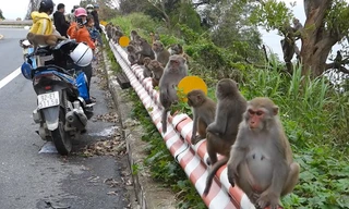 Khỉ Sơn Trà kéo nhau ào xuống đường giành giật thức ăn