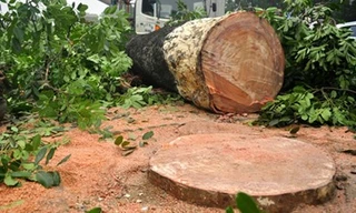 Thanh tra Chính phủ đề nghị làm rõ đề án chặt hạ 6.700 cây xanh 