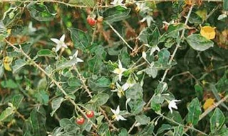 Cà gai leo hỗ trợ chữa các bệnh gan