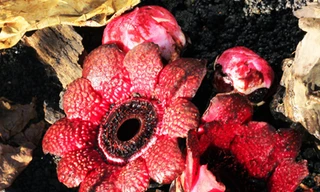 Hoa lạ trong rừng nguyên sinh Đà Lạt