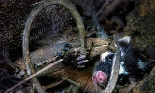 Suýt dính gần 20 chiếc bẫy thú trên núi Sơn Trà chỉ trong một buổi sáng