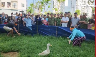 Cười nắc nẻ với trò 'bịt mắt bắt vịt' ở thành phố du lịch