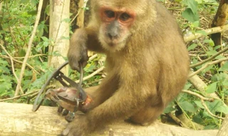 Chú khỉ đau đớn 'bỏ lại bàn chân' trên chiếc bẫy sắt