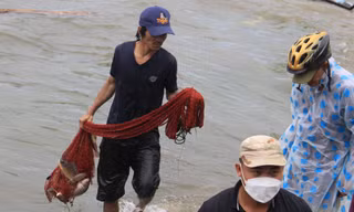 Người dân Đà Nẵng đổ ra biển bắt cá... nước ngọt sau bão số 4