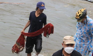 Người dân Đà Nẵng đổ ra biển bắt cá... nước ngọt sau bão số 4