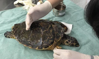 Con vật có tên trong Sách đỏ cụt hai chi dạt vào bờ biển Đà Nẵng