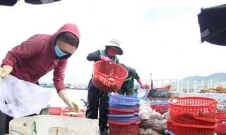 Đà Nẵng thêm 50 trường hợp dương tính, 31 người liên quan tới cảng cá