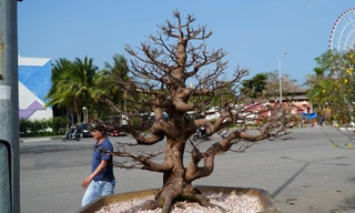 Mai 'im re' không nở, gió lạnh đang về khiến nhà vườn đứng ngồi không yên