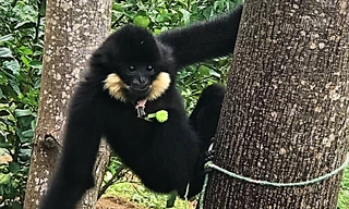 Phát hiện loài vượn quý hiếm xuất hiện trong khu dân cư ở Đà Nẵng