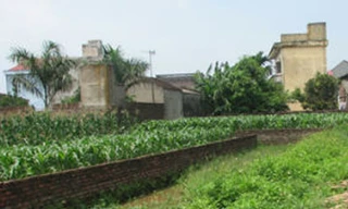 ‘Cò đất’ nhà quê vỡ mộng