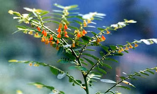 Cây bồ cu vẽ có độc?