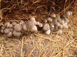 Ảnh minh họa: Internet