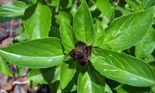 Ảnh minh hoạ: Internet