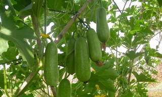 Ảnh minh hoạ: Internet