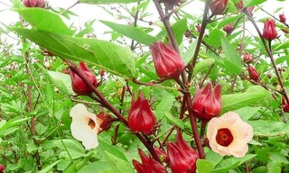 Ảnh minh hoạ: Internet